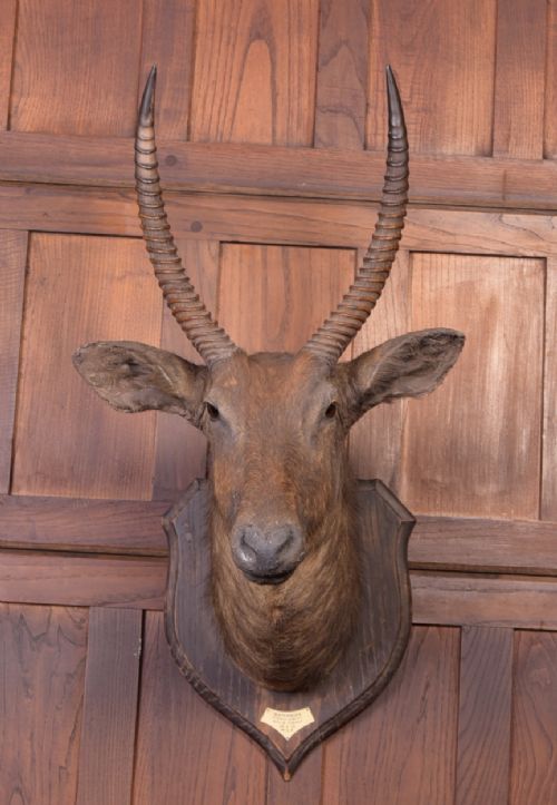 African Wall Mounted Head of a Waterbuck