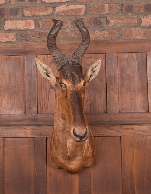 African Red Hartebeest