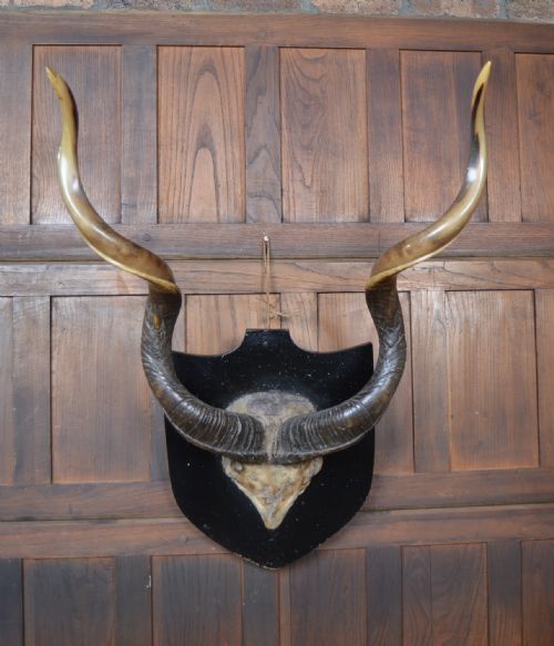 19th Century Kudu Horns / Antlers