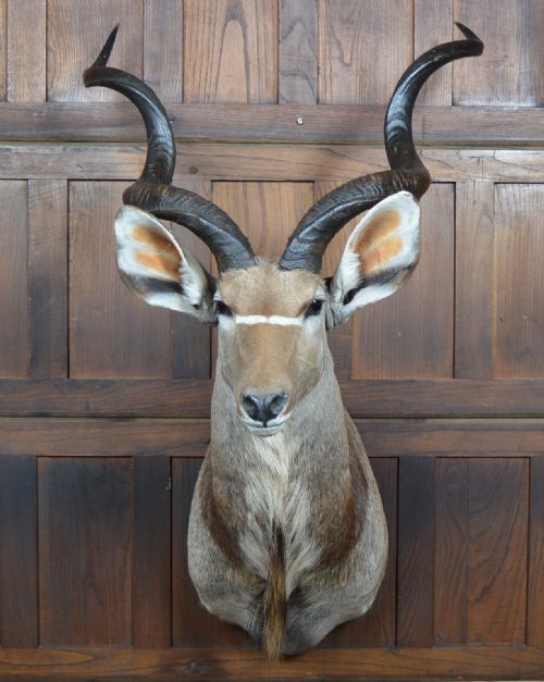 Kudu Mounted Head