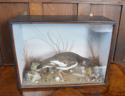 Taxidermy Oyster Catcher