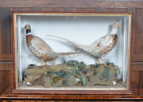Taxidermy Pair of Ring- Necked Pheasants