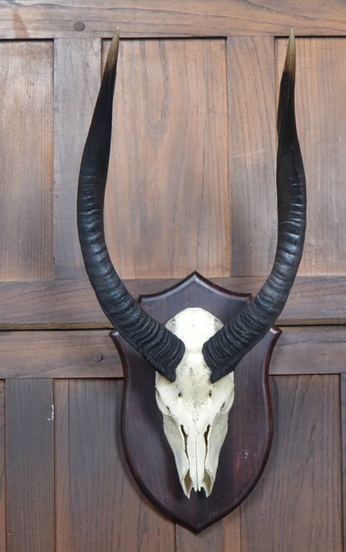 Mounted Antique Skull and Horns