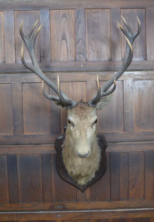 Imperial Stag