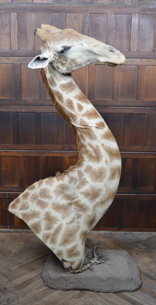 TAXIDERMY AFRICAN BULL GIRAFFE - ADDITIONAL PHOTO 11