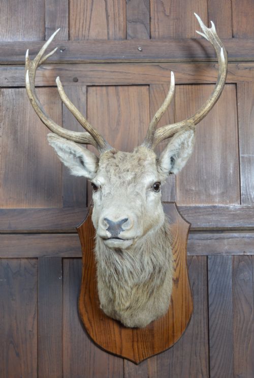 TENPOINT STAGS TAXIDERMY HEAD - ADDITIONAL PHOTO 1