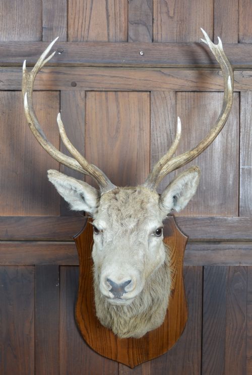 TENPOINT STAGS TAXIDERMY HEAD - ADDITIONAL PHOTO 5