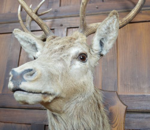 TENPOINT STAGS TAXIDERMY HEAD - ADDITIONAL PHOTO 6