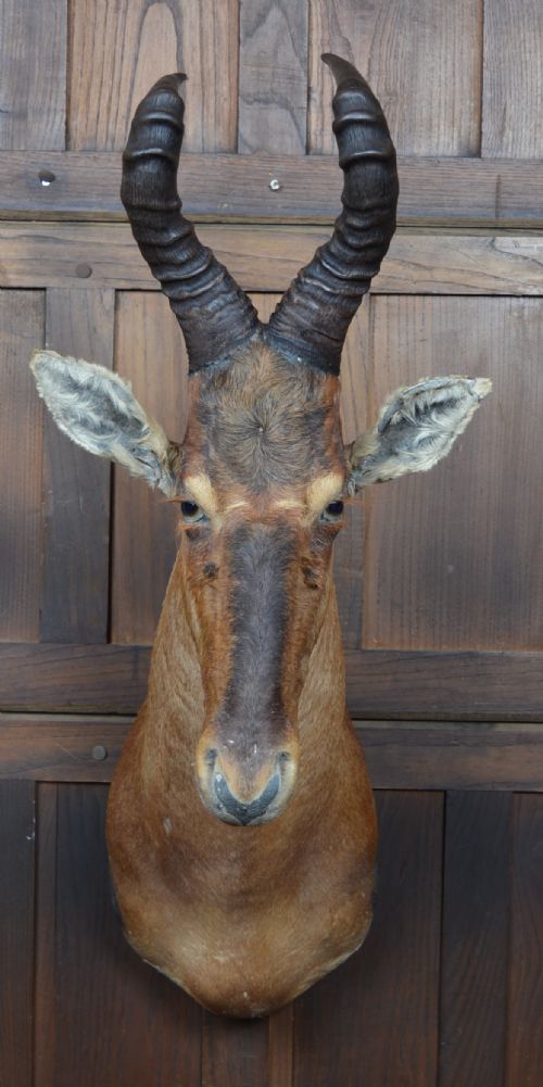 TAXIDERMY RED HARTEBEEST - ADDITIONAL PHOTO 1