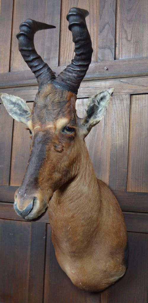 TAXIDERMY RED HARTEBEEST - ADDITIONAL PHOTO 2