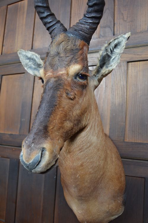 TAXIDERMY RED HARTEBEEST - ADDITIONAL PHOTO 5