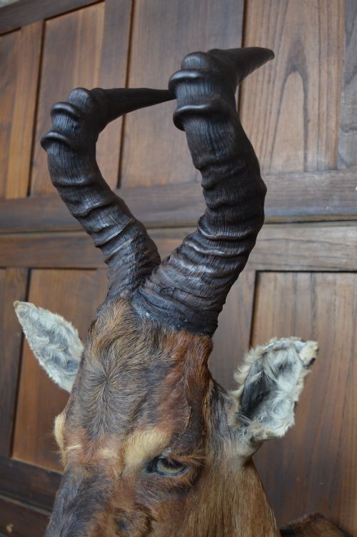 TAXIDERMY RED HARTEBEEST - ADDITIONAL PHOTO 6
