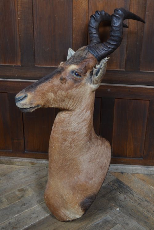 TAXIDERMY RED HARTEBEEST - ADDITIONAL PHOTO 7