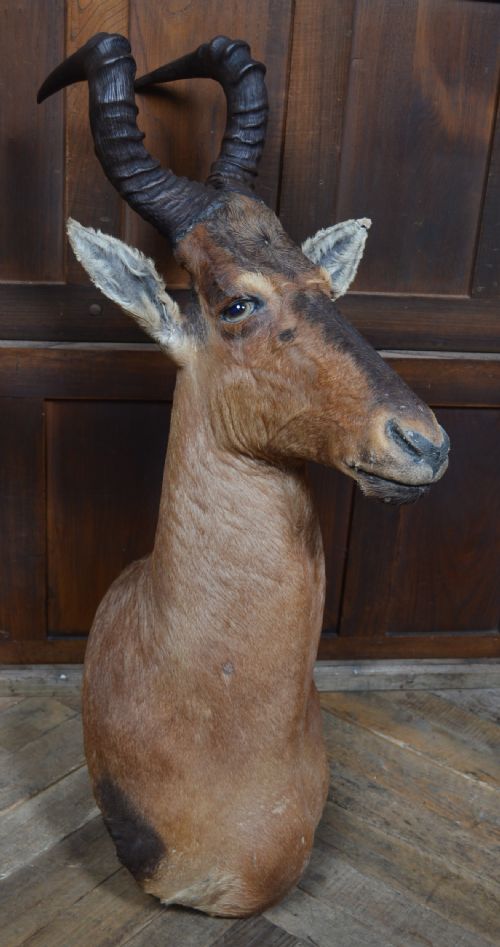 TAXIDERMY RED HARTEBEEST - ADDITIONAL PHOTO 8