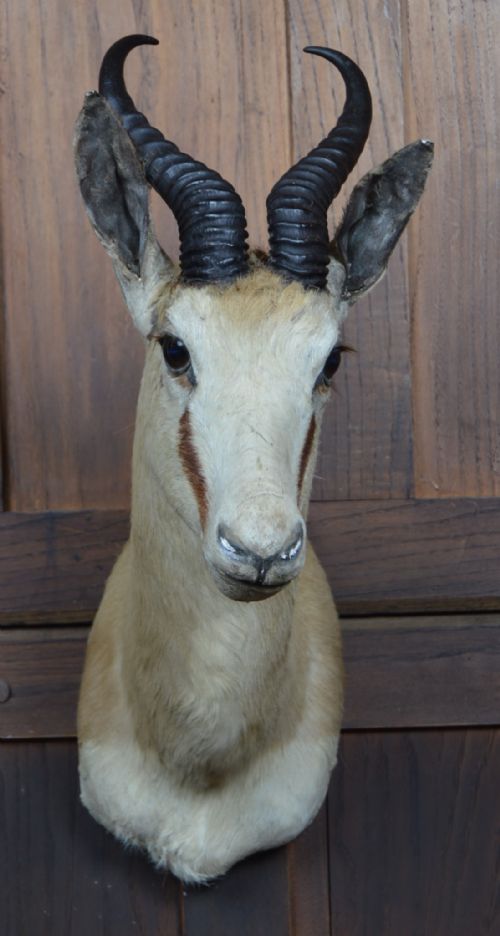taxidermy springbok - CATEGORY: ANTIQUE MISCELLANEOUS - DATED 1920