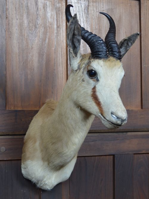 TAXIDERMY SPRINGBOK - ADDITIONAL PHOTO 2