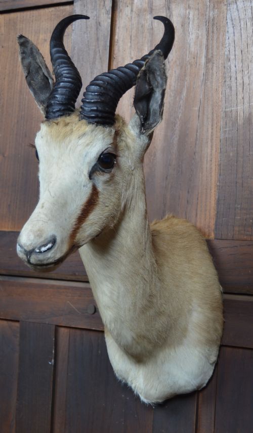 TAXIDERMY SPRINGBOK - ADDITIONAL PHOTO 3
