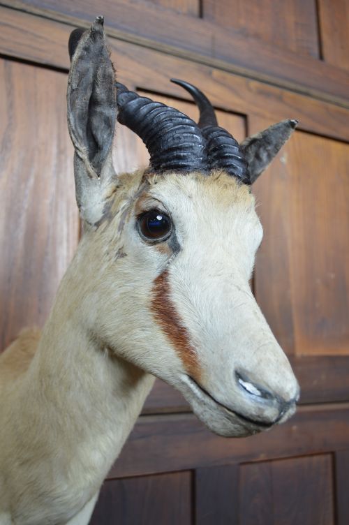 TAXIDERMY SPRINGBOK - ADDITIONAL PHOTO 5