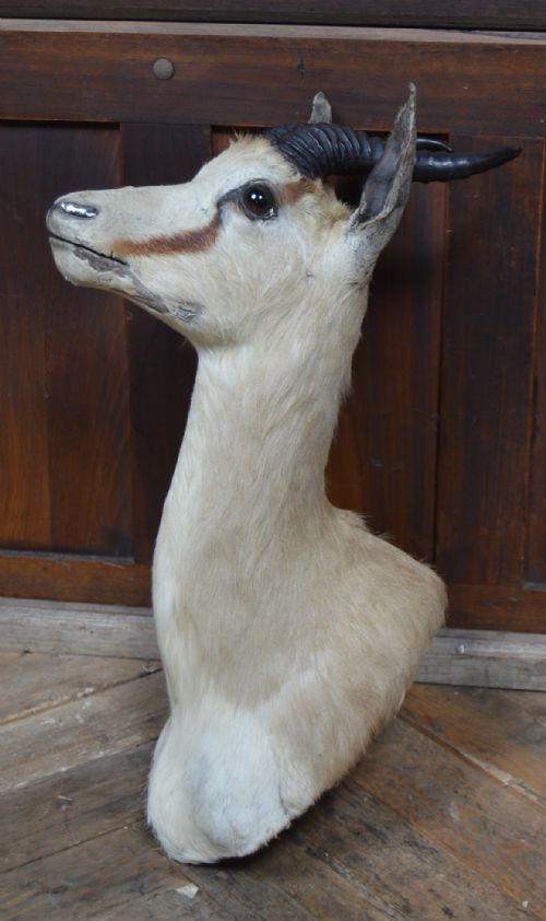 TAXIDERMY SPRINGBOK - ADDITIONAL PHOTO 6