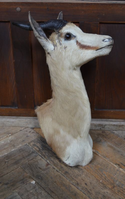 TAXIDERMY SPRINGBOK - ADDITIONAL PHOTO 7