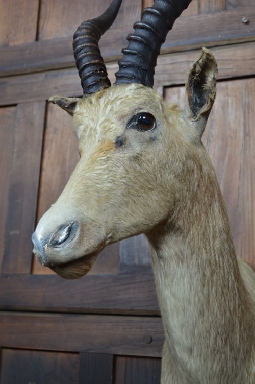 TAXIDERMY WHITE BLESBOK - ADDITIONAL PHOTO 8