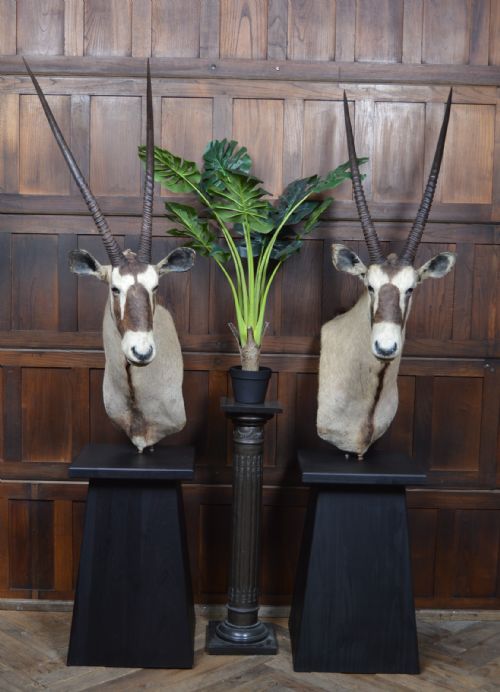PAIR OF TAXIDERMY GEMSBOK ON STANDS - ADDITIONAL PHOTO 1