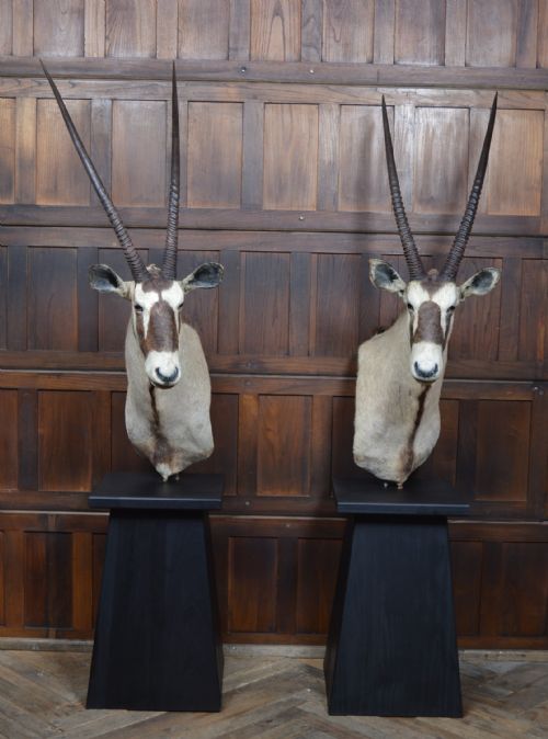 PAIR OF TAXIDERMY GEMSBOK ON STANDS - ADDITIONAL PHOTO 2