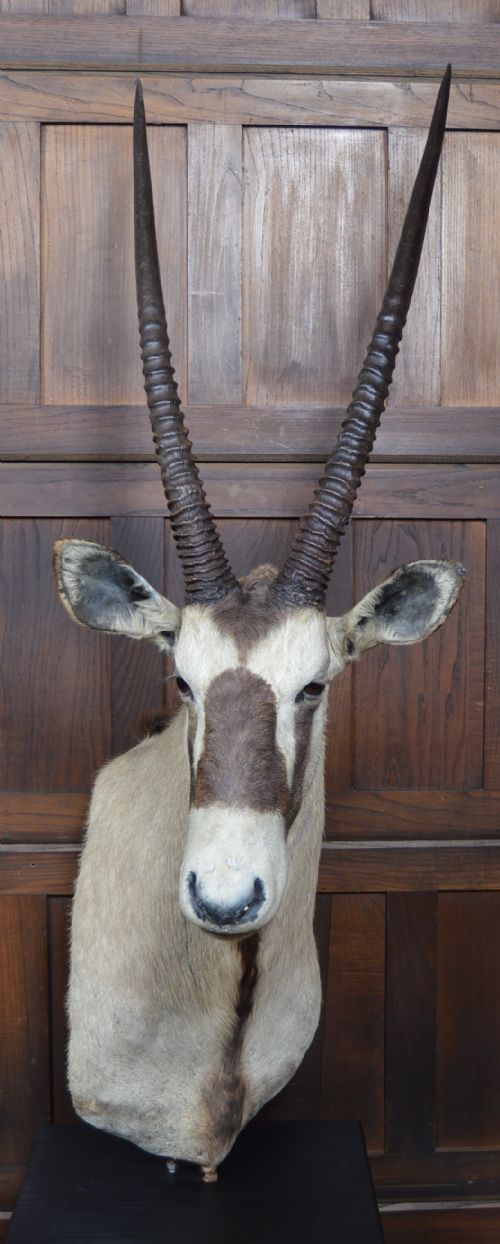 PAIR OF TAXIDERMY GEMSBOK ON STANDS - ADDITIONAL PHOTO 3