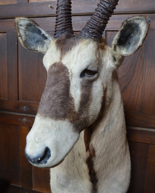 PAIR OF TAXIDERMY GEMSBOK ON STANDS - ADDITIONAL PHOTO 4
