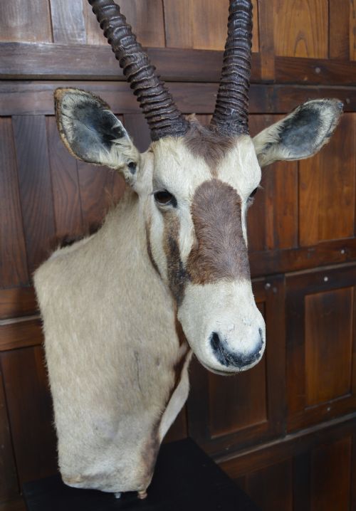PAIR OF TAXIDERMY GEMSBOK ON STANDS - ADDITIONAL PHOTO 5