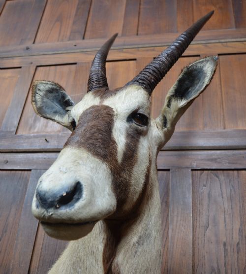 PAIR OF TAXIDERMY GEMSBOK ON STANDS - ADDITIONAL PHOTO 6