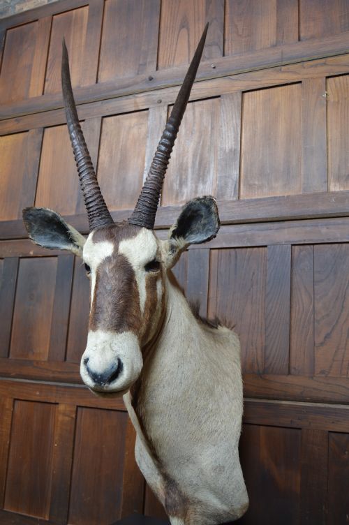 PAIR OF TAXIDERMY GEMSBOK ON STANDS - ADDITIONAL PHOTO 8