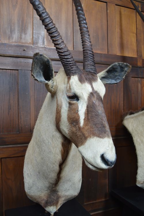 PAIR OF TAXIDERMY GEMSBOK ON STANDS - ADDITIONAL PHOTO 10