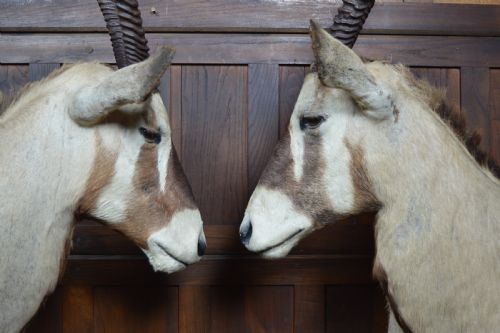 PAIR OF TAXIDERMY GEMSBOK ON STANDS - ADDITIONAL PHOTO 12