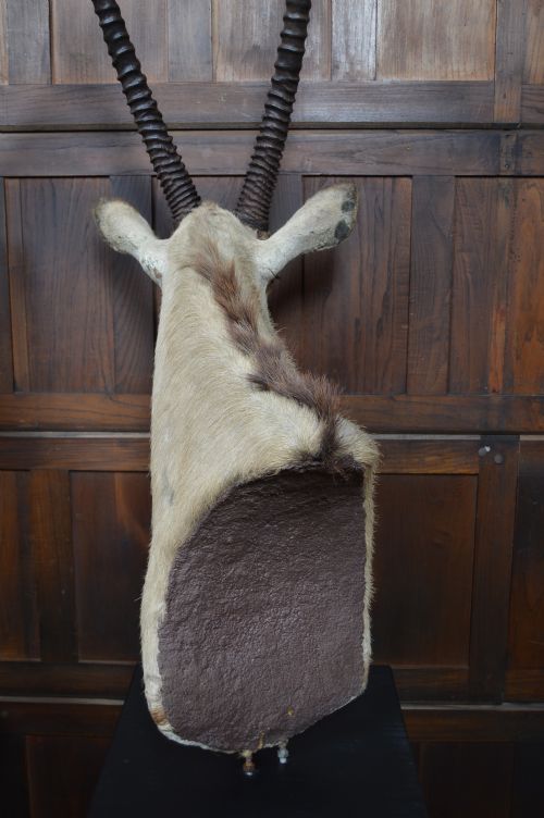 PAIR OF TAXIDERMY GEMSBOK ON STANDS - ADDITIONAL PHOTO 14