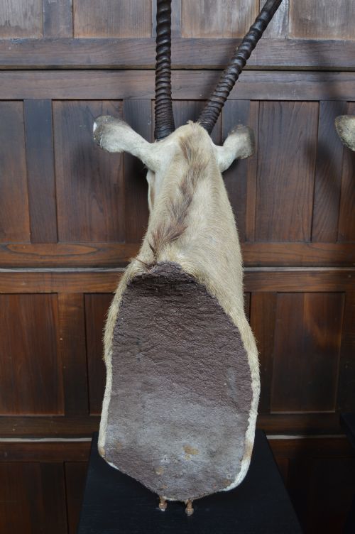 PAIR OF TAXIDERMY GEMSBOK ON STANDS - ADDITIONAL PHOTO 15