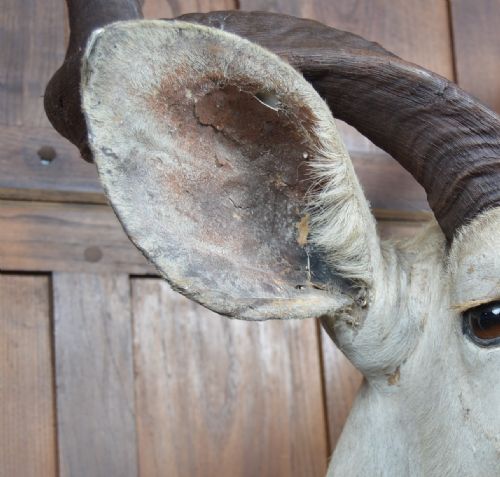 TAXIDERMY WHITE KUDU - ADDITIONAL PHOTO 2