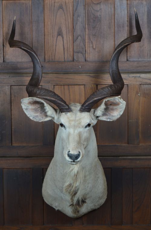 TAXIDERMY WHITE KUDU - ADDITIONAL PHOTO 3