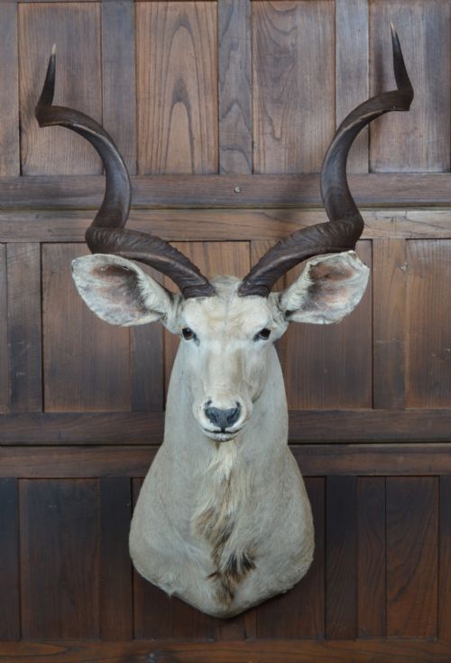 TAXIDERMY WHITE KUDU - ADDITIONAL PHOTO 4