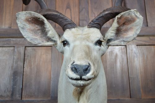 TAXIDERMY WHITE KUDU - ADDITIONAL PHOTO 5