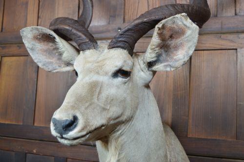 TAXIDERMY WHITE KUDU - ADDITIONAL PHOTO 6