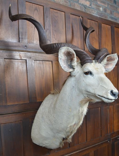 TAXIDERMY WHITE KUDU - ADDITIONAL PHOTO 9