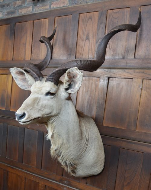 TAXIDERMY WHITE KUDU - ADDITIONAL PHOTO 12