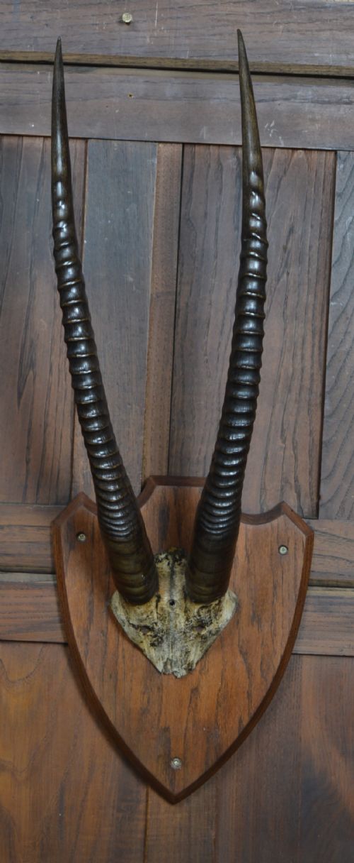 MOUNTED ORYX HORNS