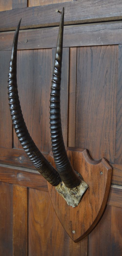 MOUNTED ORYX HORNS - ADDITIONAL PHOTO 2
