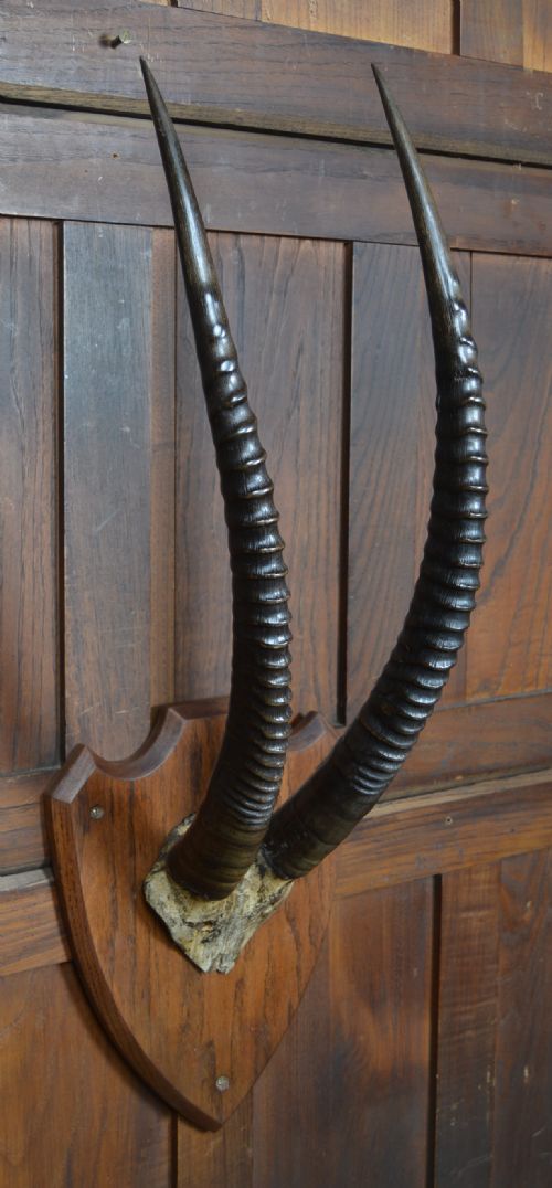 MOUNTED ORYX HORNS - ADDITIONAL PHOTO 3
