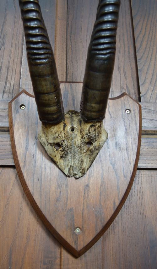 MOUNTED ORYX HORNS - ADDITIONAL PHOTO 4
