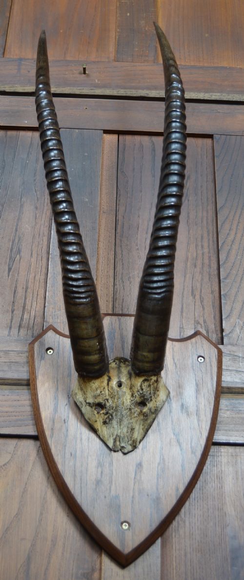 MOUNTED ORYX HORNS - ADDITIONAL PHOTO 5