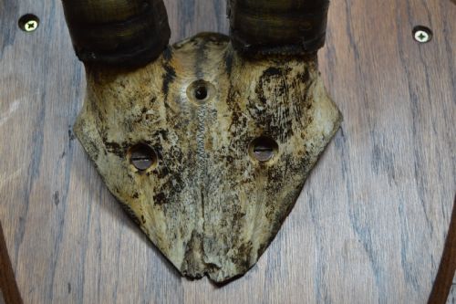 MOUNTED ORYX HORNS - ADDITIONAL PHOTO 6