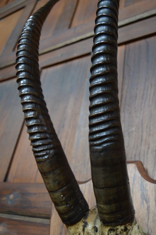 MOUNTED ORYX HORNS - ADDITIONAL PHOTO 7